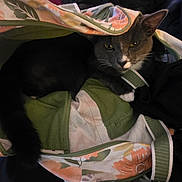 Ruhn is registered to the contest to win money with this photo: animal, bag, cat, closeup, cozy, curious, domestic_animal, ears, fabric, floral_pattern, gray_cat, hidden, indoor, paws, pet, resting, snug, tail, whiskers, white_cat