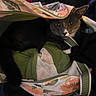 animal, bag, cat, closeup, cozy, curious, domestic_animal, ears, fabric, floral_pattern, gray_cat, hidden, indoor, paws, pet, resting, snug, tail, whiskers, white_cat