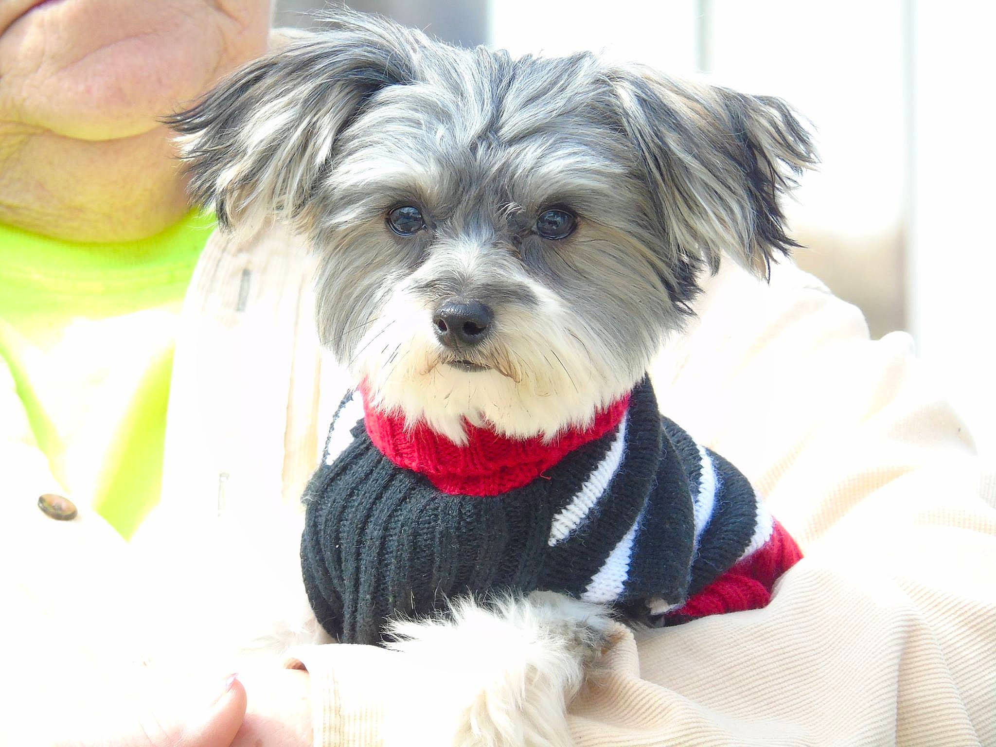 Mollyjo is registered to the contest to win money with this photo: biewer_terrier, canidae, carnivore, chinese_imperial_dog, companion_dog, dog, dog_breed, dog_clothes, maltepoo, maltese, mammal, morkie, puppy, rare_breed_dog, shih_tzu, snout, terrier, toy_dog, vertebrate, yorkshire_terrier