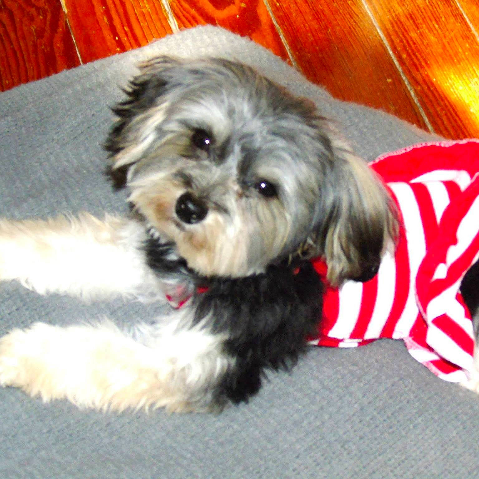 Mollyjo joined the competition — help win amazing prizes! bolonka, canidae, carnivore, chinese_imperial_dog, companion_dog, dog, dog_breed, havanese, kyi_leo, lhasa_apso, lowchen, maltepoo, mammal, morkie, pekapoo, puppy, schnoodle, shih_tzu, snout, vertebrate