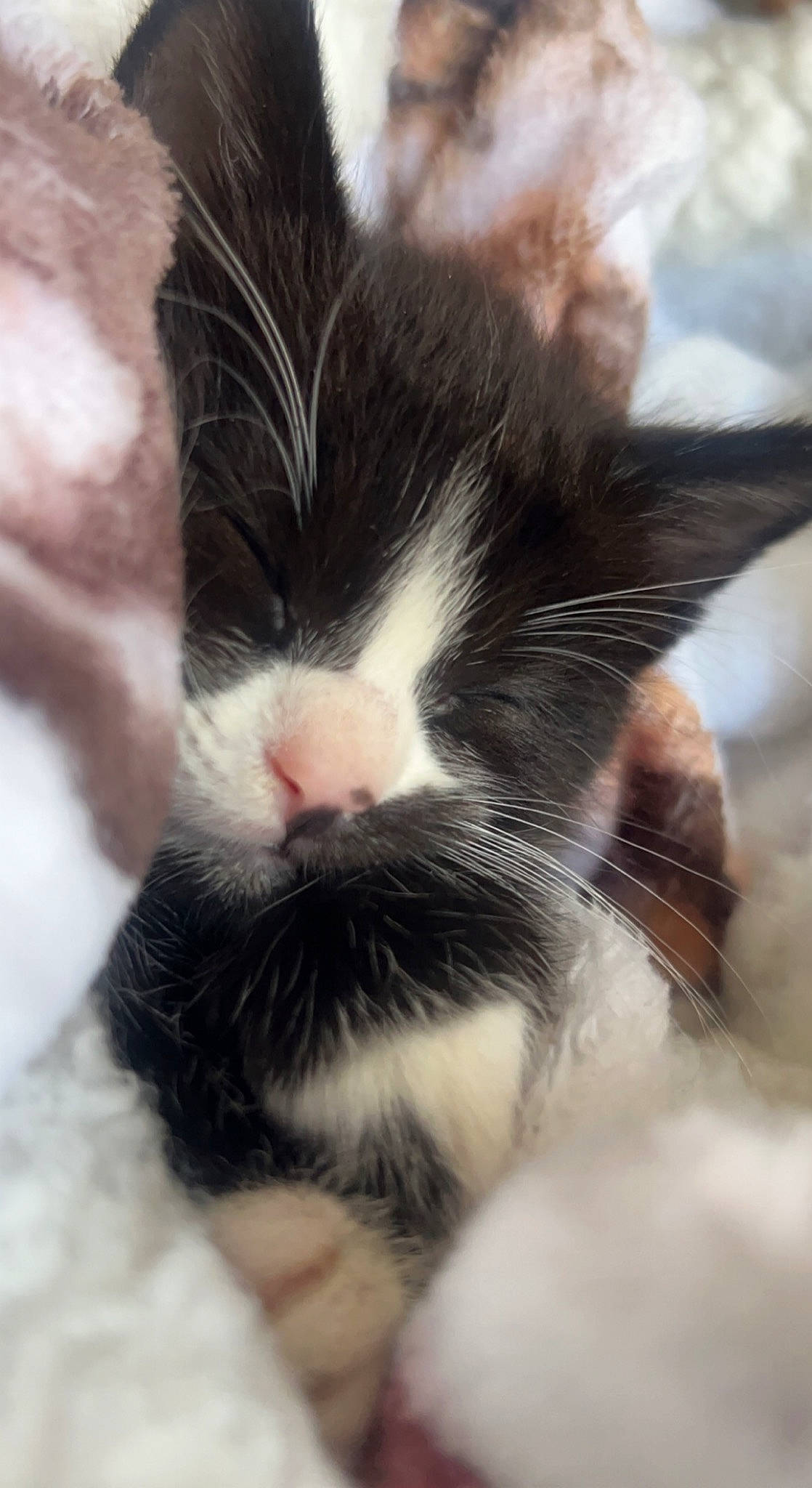 Biscuit joined the competition — help win amazing prizes! carnivore, cat, claw, close_up, comfort, domestic_short_haired_cat, felidae, foot, fur, nap, paw, sky, sleep, small_to_medium_sized_cats, snout, sporting_group, tail, terrestrial_animal, whiskers