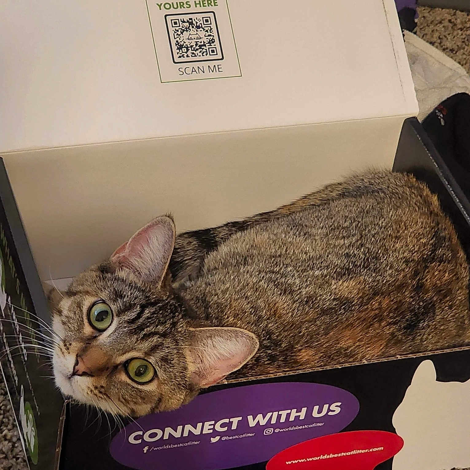 Lumiere joined the competition — help win amazing prizes! basket, carnivore, cat, cat_supply, costume_hat, domestic_short_haired_cat, fashion_accessory, fawn, felidae, font, fur, hat, paper_product, paw, photo_caption, small_to_medium_sized_cats, tail, toy, whiskers