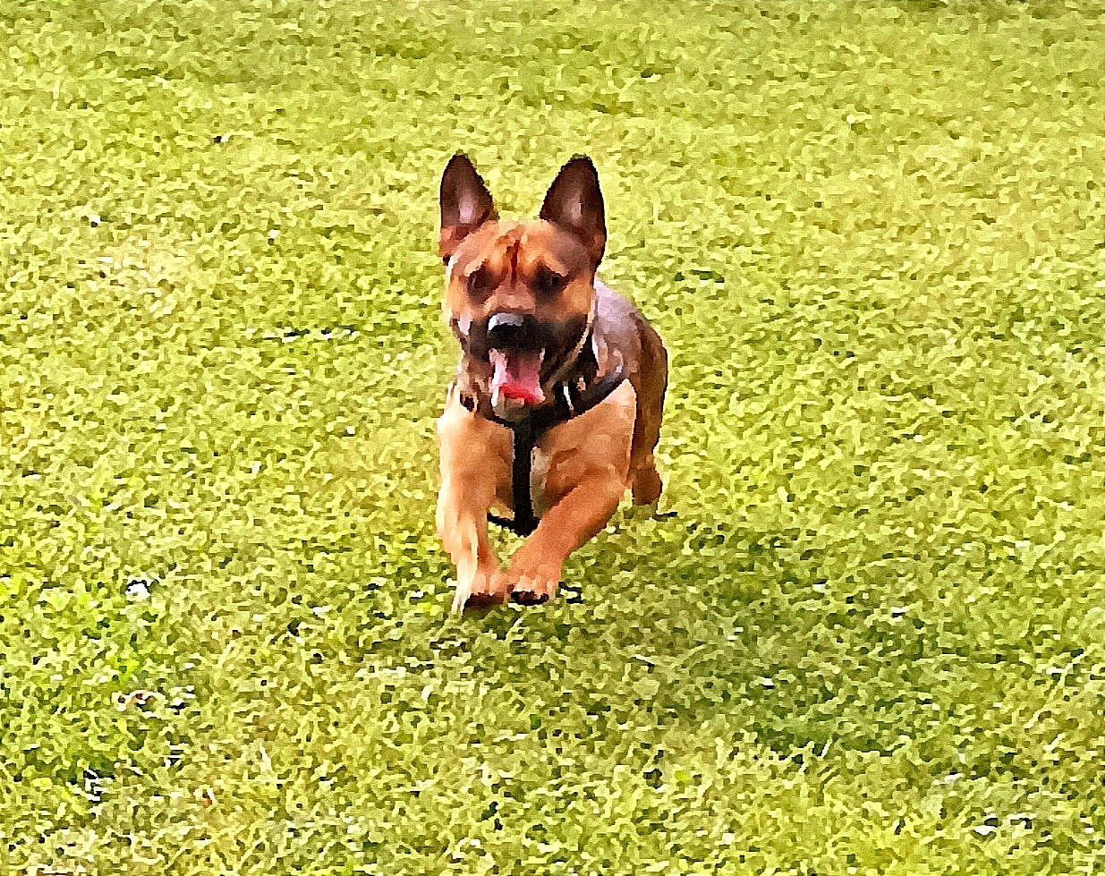 Bobby participe au concours pour gagner de l'argent avec cette photo : canidae, carnivore, companion_dog, dog, dog_breed, dog_supply, fawn, grass, grassland, herding_dog, hunting_dog, non_sporting_group, plant, sporting_group, terrestrial_animal, wildlife, working_animal, working_dog