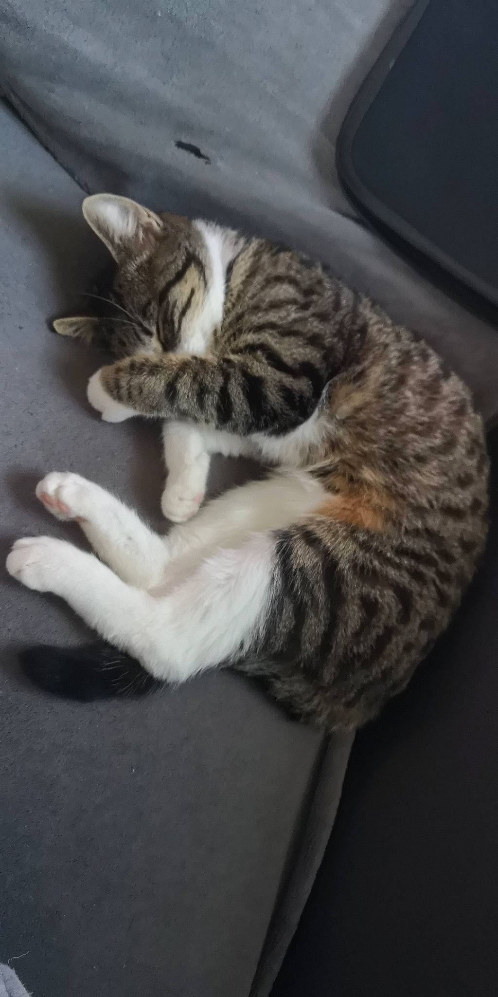 Nala participe au concours pour gagner de l'argent avec cette photo : aegean_cat, asian, california_spangled, carnivore, cat, claw, domestic_short_haired_cat, dragon_li, egyptian_mau, european_shorthair, felidae, fur, kitten, mammal, ocicat, paw, polydactyl_cat, small_to_medium_sized_cats, tabby_cat, whiskers