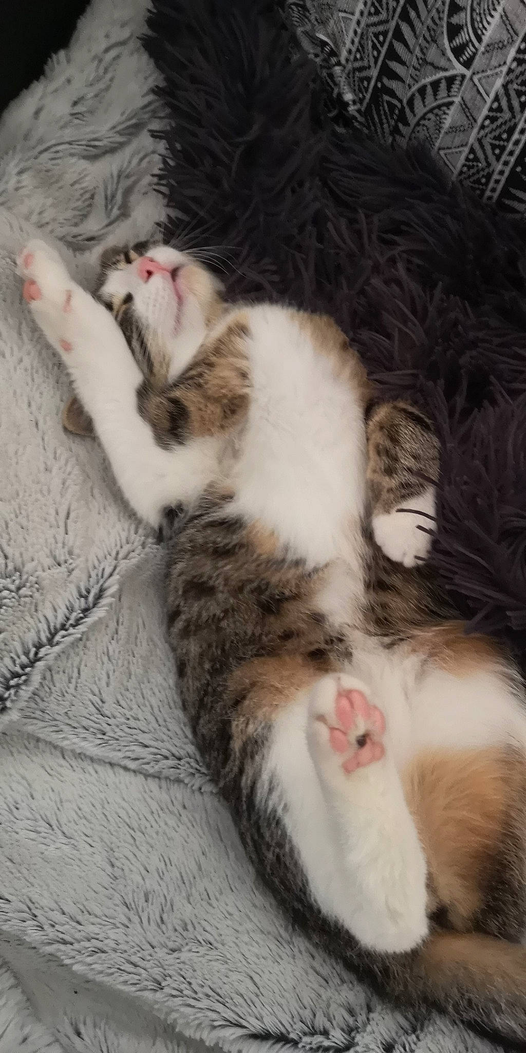 Nala a rejoint le concours — aidez-le/la à gagner de superbes lots ! aegean_cat, american_curl, american_wirehair, carnivore, cat, claw, domestic_short_haired_cat, european_shorthair, felidae, fur, kitten, mammal, norwegian_forest_cat, paw, polydactyl_cat, small_to_medium_sized_cats, tail, whiskers