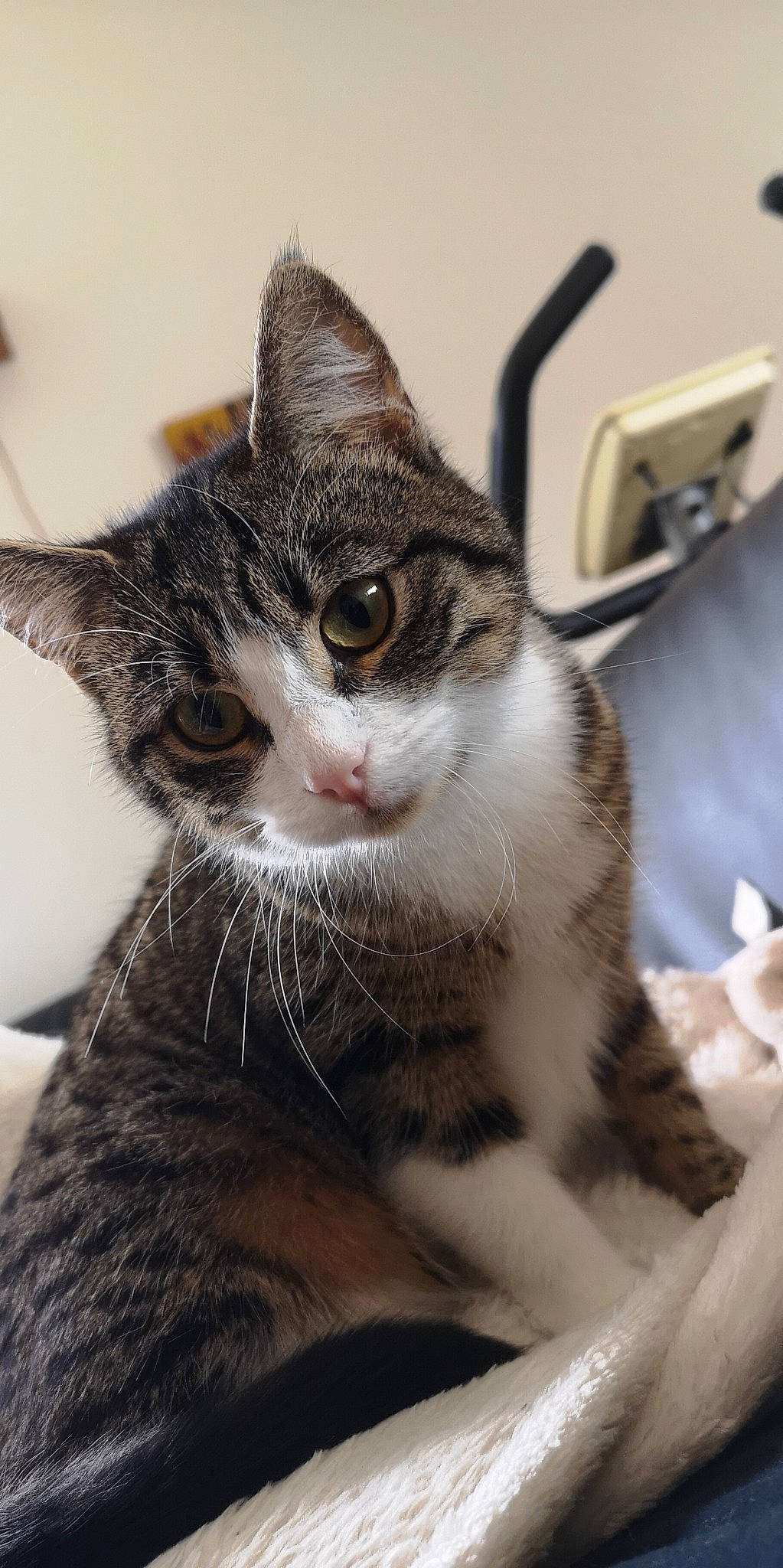 Nala a rejoint le concours — aidez-le/la à gagner de superbes lots ! aegean_cat, american_shorthair, american_wirehair, asian, carnivore, cat, domestic_short_haired_cat, dragon_li, european_shorthair, felidae, fur, kitten, mammal, small_to_medium_sized_cats, snout, tabby_cat, whiskers