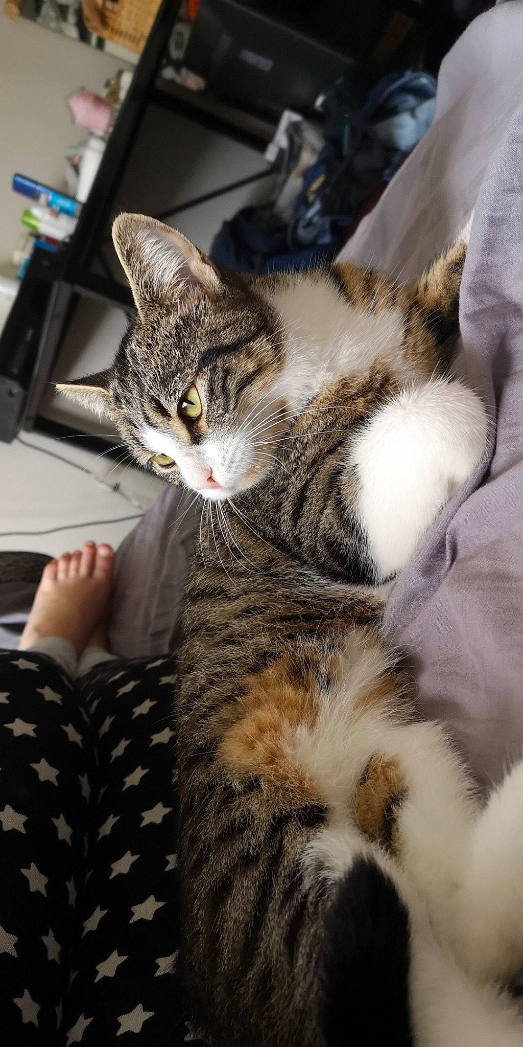 Nala participe au concours pour gagner de l'argent avec cette photo : aegean_cat, american_shorthair, american_wirehair, asian, california_spangled, carnivore, cat, domestic_short_haired_cat, dragon_li, egyptian_mau, european_shorthair, felidae, fur, kitten, paw, polydactyl_cat, small_to_medium_sized_cats, snout, tabby_cat, whiskers