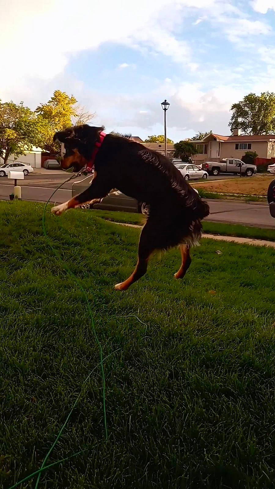 Freyja is registered to the contest to win money with this photo: canidae, car, carnivore, cloud, companion_dog, dog, dog_breed, dog_sports, grass, lawn, leisure, plant, recreation, sky, sporting_group, sports, tail, tire, tree, wheel