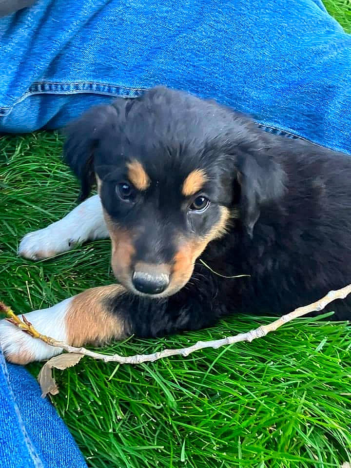 Freyja is registered to the contest to win money with this photo: carnivore, companion_dog, dog, dog_breed, fur, grass, guard_dog, herding_dog, snout, sporting_group, terrestrial_animal, whiskers, working_animal, working_dog