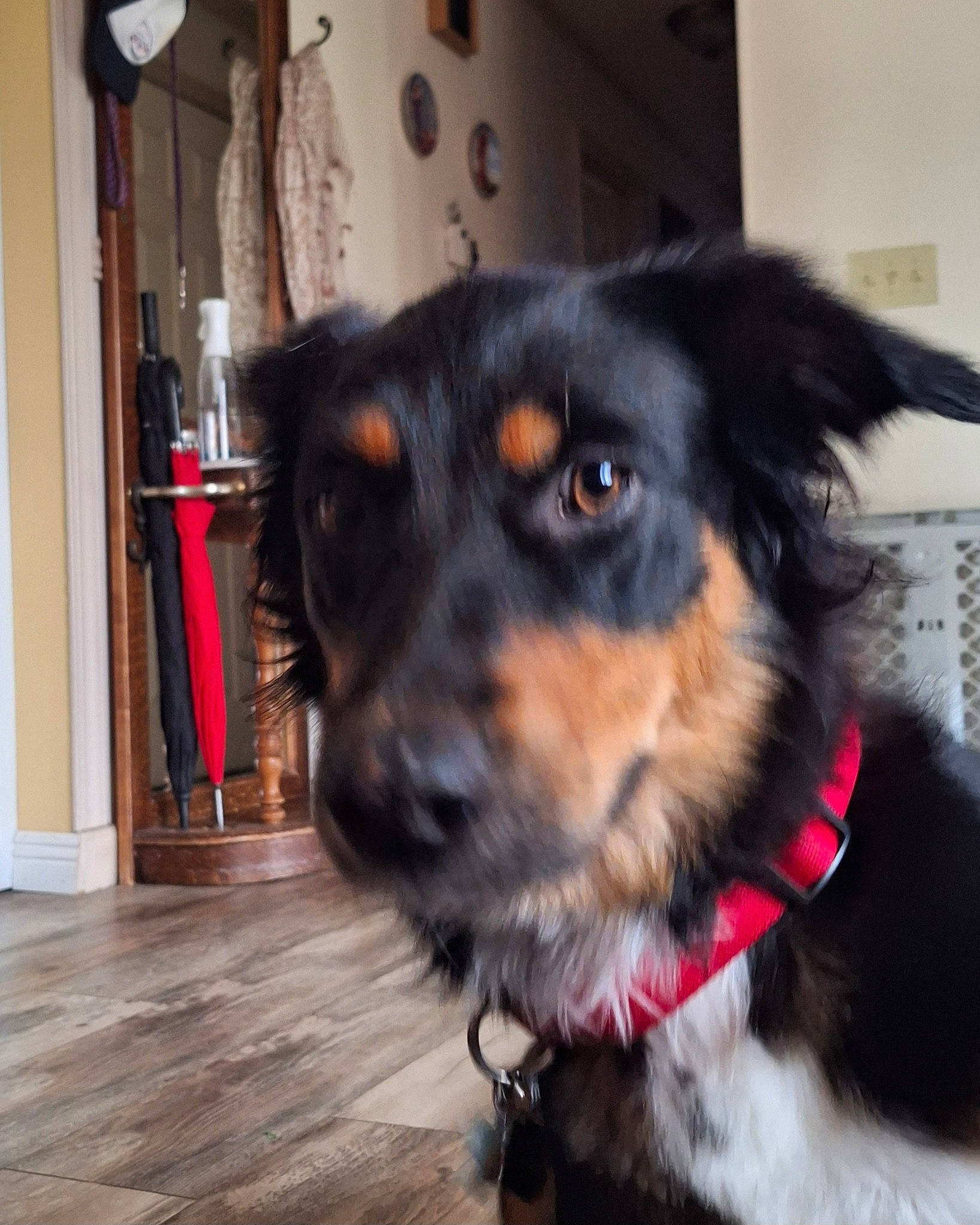 Freyja joined the competition — help win amazing prizes! ball, carnivore, collar, companion_dog, dog, dog_breed, dog_collar, dog_supply, door, ear, flooring, fur, hardwood, herding_dog, pet_supply, snout, sporting_group, whiskers, wood, working_animal