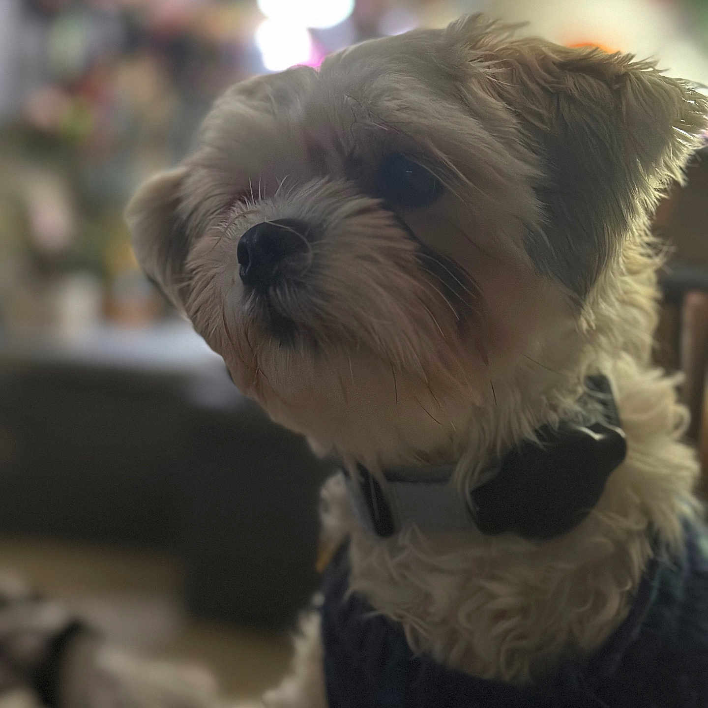 Kiki joined the competition — help win amazing prizes! animal, blurry_background, closeup, collar, companionship, cozy, curly_fur, cute, dog, domestic, fur, furry, house, indoor, looking_away, mammal, pet, portrait, small_dog, wearing_clothes