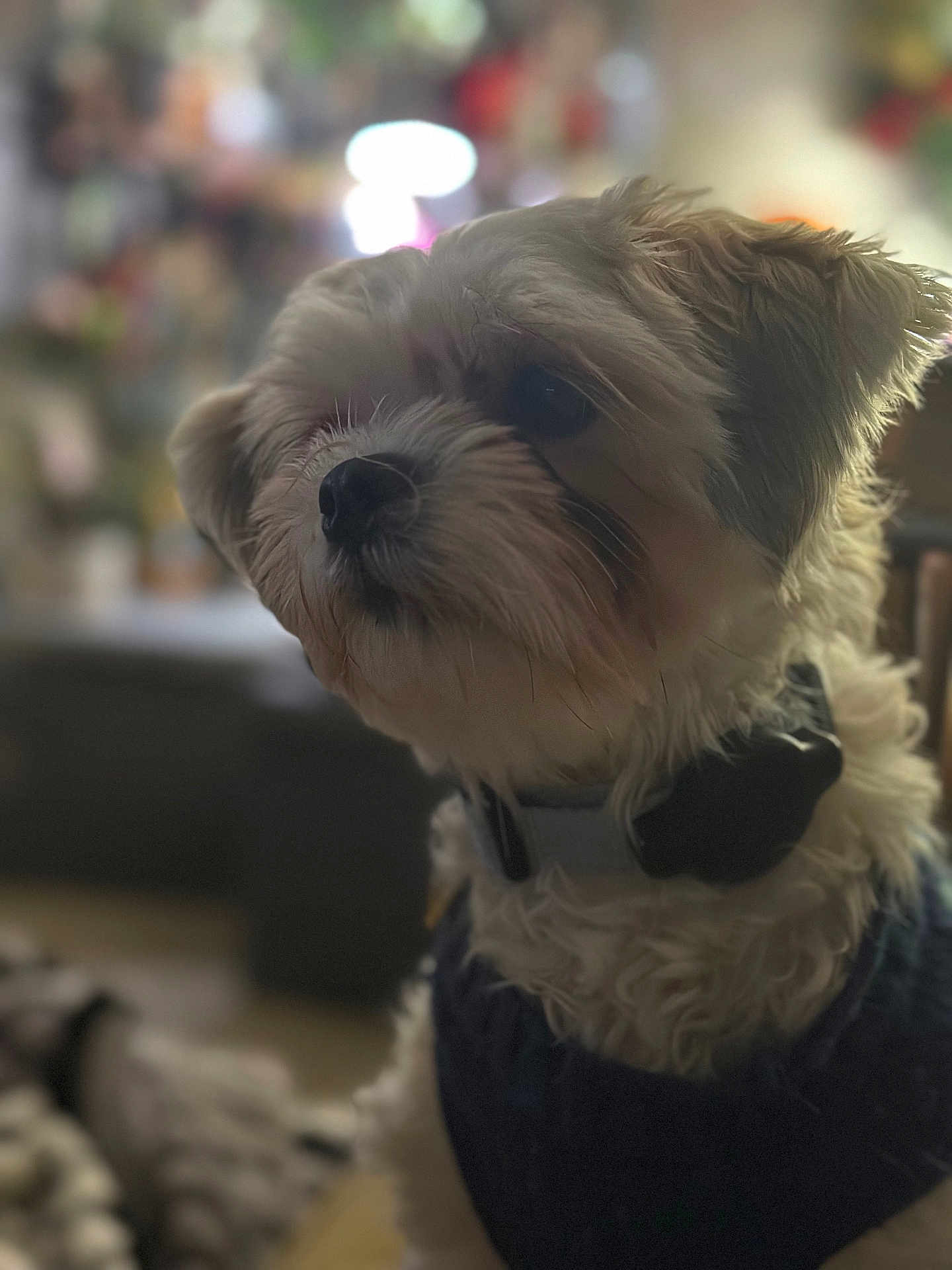 Kiki joined the competition — help win amazing prizes! dog, pet, animal, indoor, collar, fur, cute, portrait, mammal, companionship, furry, domestic, closeup, looking_away, wearing_clothes, house, blurry_background, curly_fur, small_dog, cozy