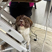 Addie is registered to the contest to win money with this photo: dog, puppy, white_metal, floor, cables, person, indoor, playful, happy, fur, tongue_out, wood_floor, metal_structure, pet, animal, cute, smiling, background, standing, cord
