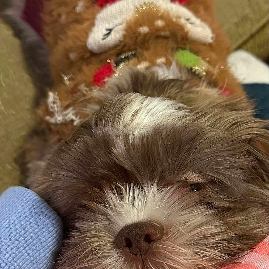 Addie is registered to the contest to win money with this photo: dog, puppy, pet, sweater, cozy, resting, cute, fluffy, brown, white, fabric, cushion, striped, indoor, closeup, animal, soft, relaxed, warm, comfort