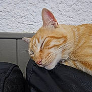 Oasis a rejoint le concours — aidez-le/la à gagner de superbes lots ! cat, orange_tabby, sleeping, close_up, whiskers, fur, leather_surface, indoor, resting, pets, feline, cozy, relaxed, animal, mammal, portrait, head, ears, nose, peaceful