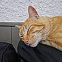 cat, orange_tabby, sleeping, close_up, whiskers, fur, leather_surface, indoor, resting, pets, feline, cozy, relaxed, animal, mammal, portrait, head, ears, nose, peaceful