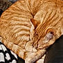 cat, orange_tabby, sleeping, curled_up, feline, pet, cozy, leather_couch, blanket, indoor, resting, fur, whiskers, paw, animal, domestic_cat, cute, relaxed, nap, companion