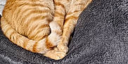 Oasis participe au concours pour gagner de l'argent avec cette photo : animal, blanket, cat, comfort, couch, cozy, curled_up, feline, fur, home, indoor, leather, orange_tabby, paw, pet, relaxed, resting, sleepy, tail, whiskers
