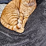 cat, orange_tabby, feline, pet, animal, fur, whiskers, blanket, couch, leather, relaxed, sleepy, indoor, cozy, curled_up, paw, tail, home, comfort, resting
