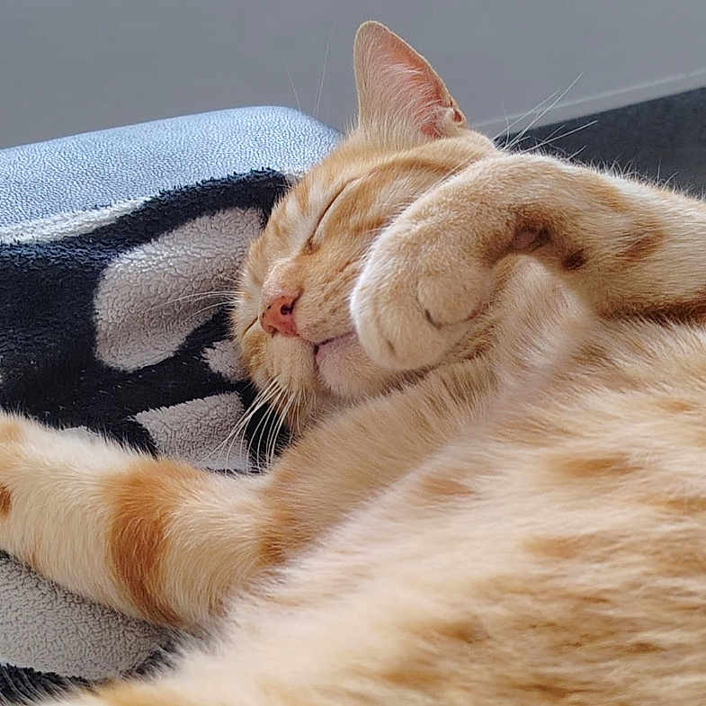 Oasis a rejoint le concours — aidez-le/la à gagner de superbes lots ! adorable, animal, blanket, cat, close_up, cozy, cute, domestic_cat, feline, fur, indoor, nap, orange_tabby, paw, pet, relaxation, resting, sleeping, soft, whiskers