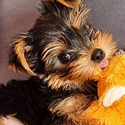 Udjie participe au concours pour gagner de l'argent avec cette photo : puppy, dog, toy, plush, cute, pet, fur, black_and_tan, small, animal, indoor, close_up, face, ears, nose, tongue, cuddly, soft, adorable, companion