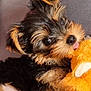 puppy, dog, toy, plush, cute, pet, fur, black_and_tan, small, animal, indoor, close_up, face, ears, nose, tongue, cuddly, soft, adorable, companion