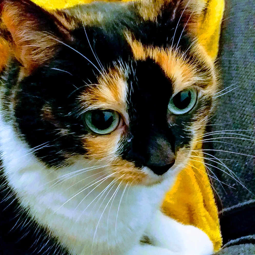 Nalah