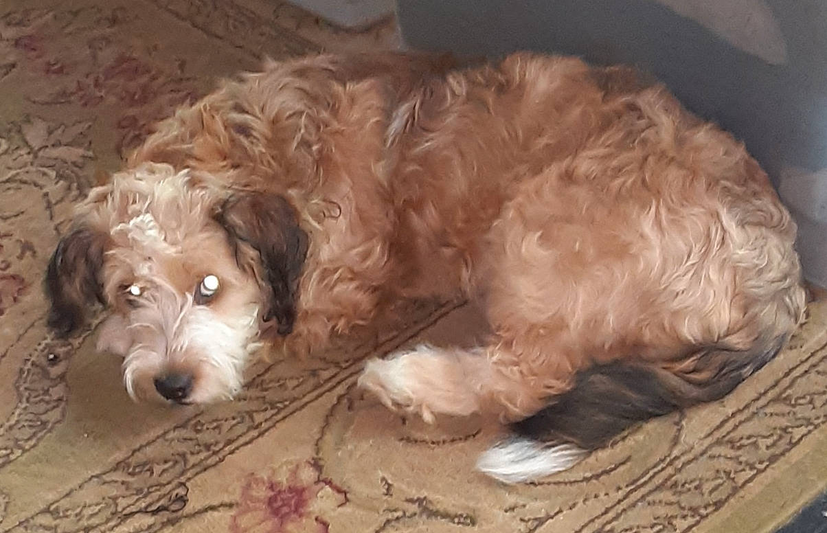 Gizmo joined the competition — help win amazing prizes! bolonka, briquet_griffon_vendeen, canidae, carnivore, cavachon, cavapoo, cockapoo, companion_dog, dog, dog_breed, mammal, petit_basset_griffon_vendeen, poodle_crossbreed, puppy, schnoodle, sporting_group, sporting_lucas_terrier, terrier, tibetan_terrier, vertebrate