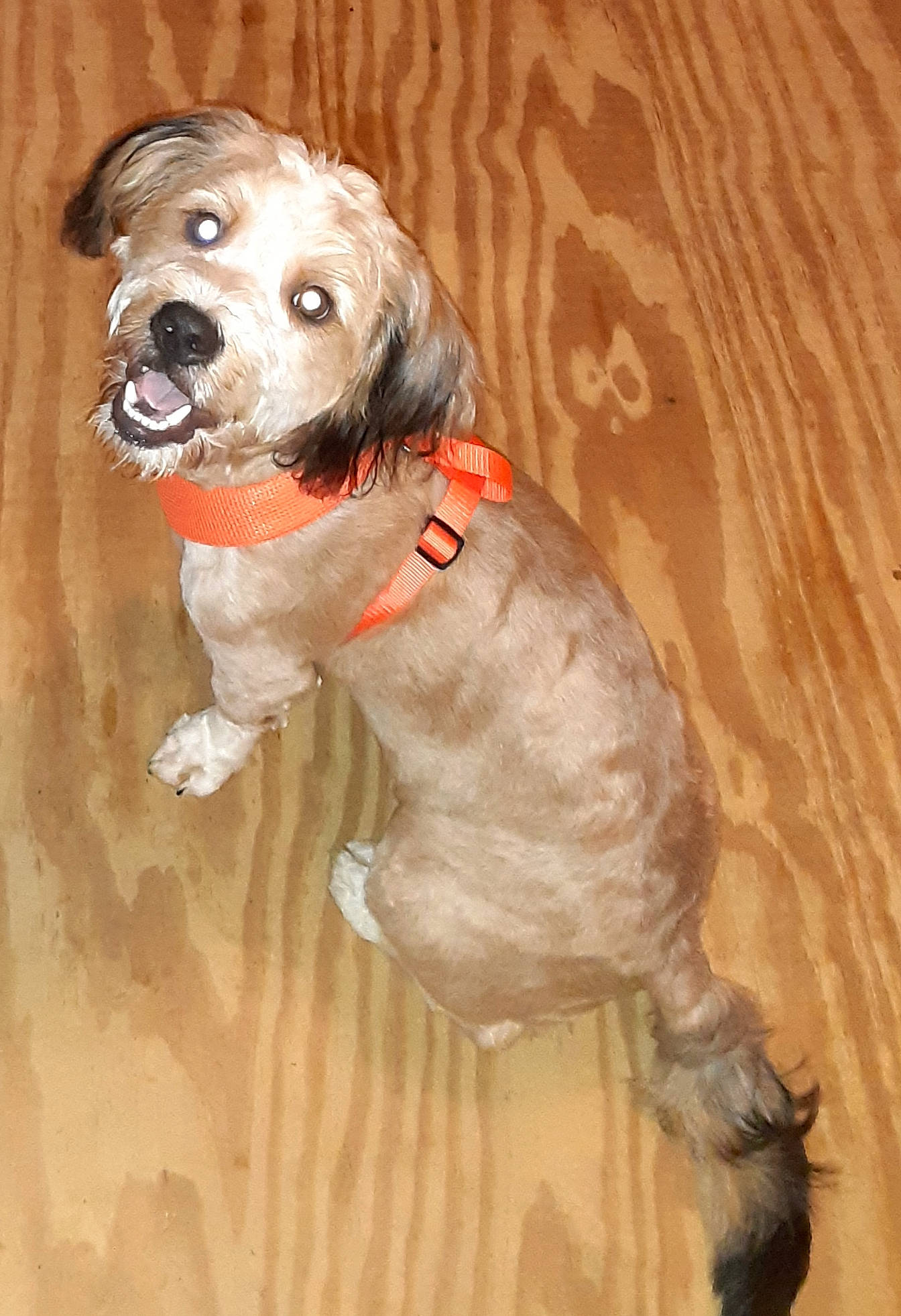 Gizmo joined the competition — help win amazing prizes! canidae, carnivore, dog, dog_breed, english_setter, hunting_dog, setter, spaniel, sporting_group, tail