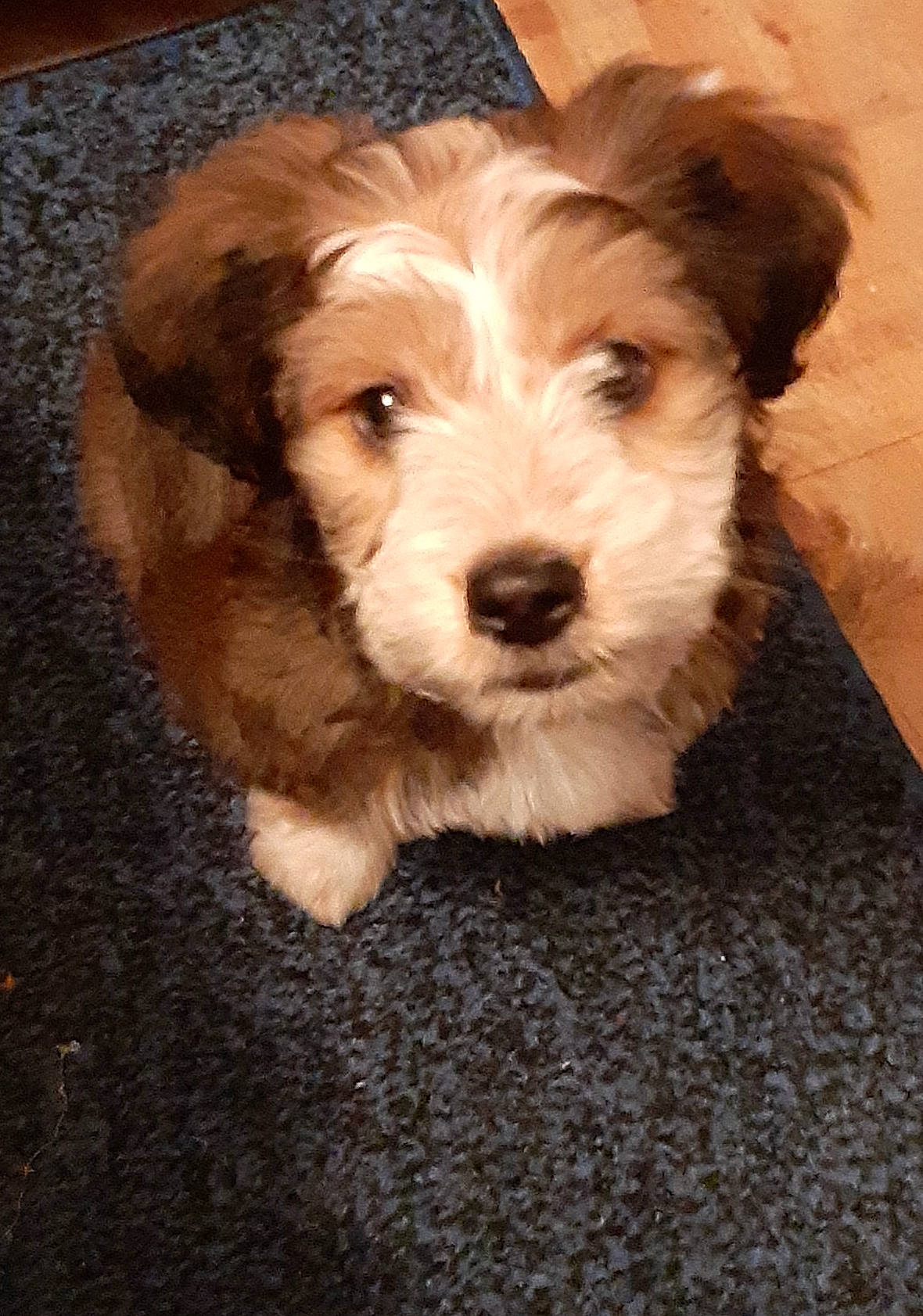 Gizmo joined the competition — help win amazing prizes! canidae, carnivore, cavachon, cavapoo, cockapoo, companion_dog, dog, dog_breed, havanese, kyi_leo, maltepoo, mammal, morkie, petit_basset_griffon_vendeen, poodle_crossbreed, puppy, rare_breed_dog, schnoodle, sporting_lucas_terrier, vertebrate