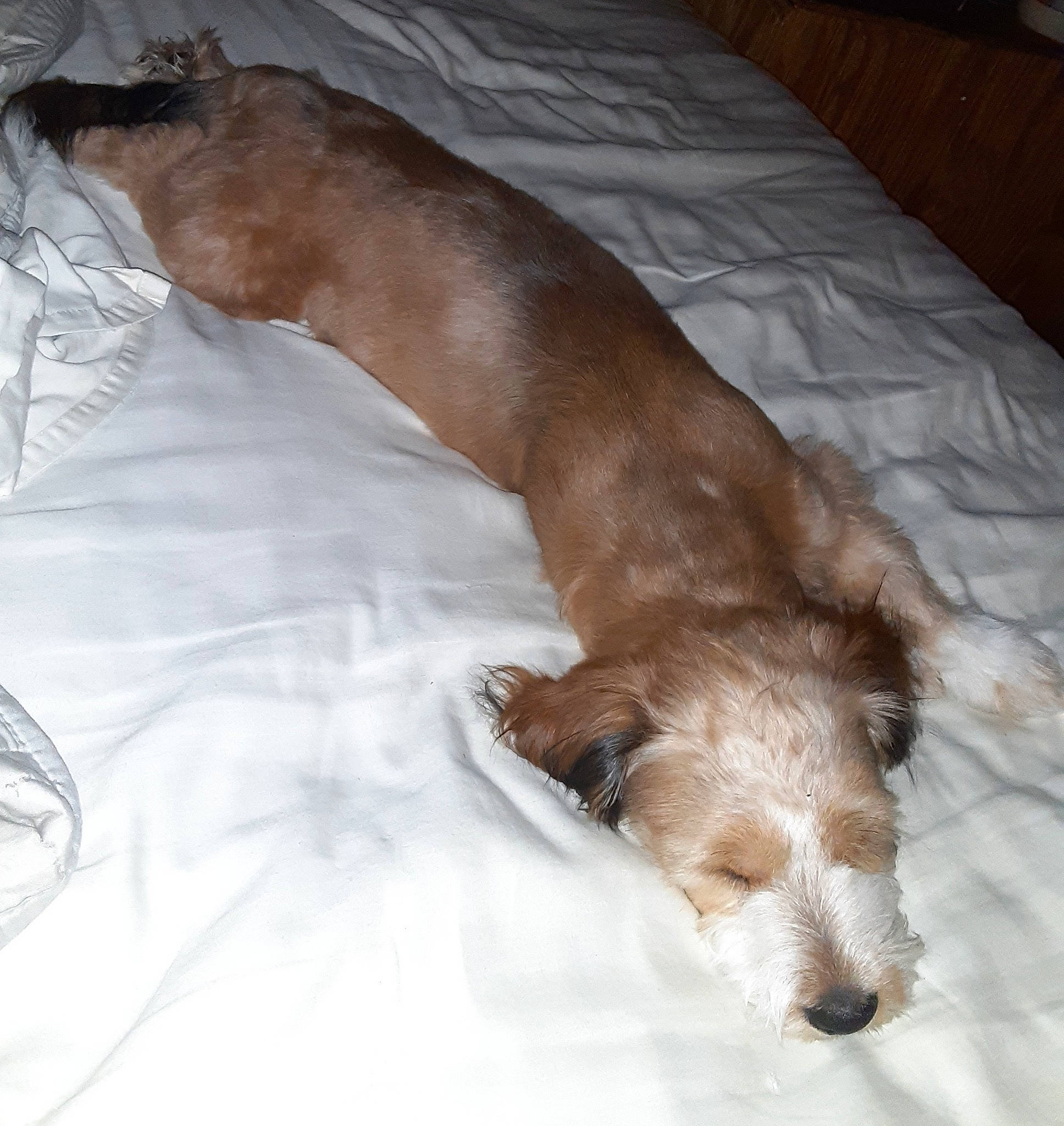 Gizmo is registered to the contest to win money with this photo: canidae, carnivore, companion_dog, dog, dog_breed, fawn, lhasa_apso, mammal, puppy, sporting_group