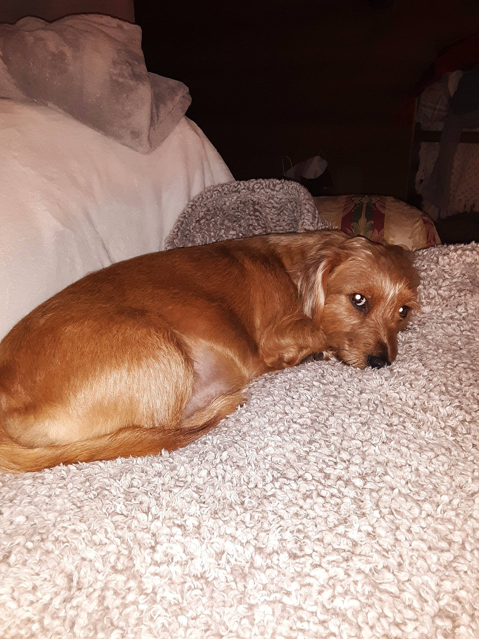 Trixie joined the competition — help win amazing prizes! canidae, caramel_color, carnivore, companion_dog, dog, dog_breed, fawn, puppy, snout, sporting_group