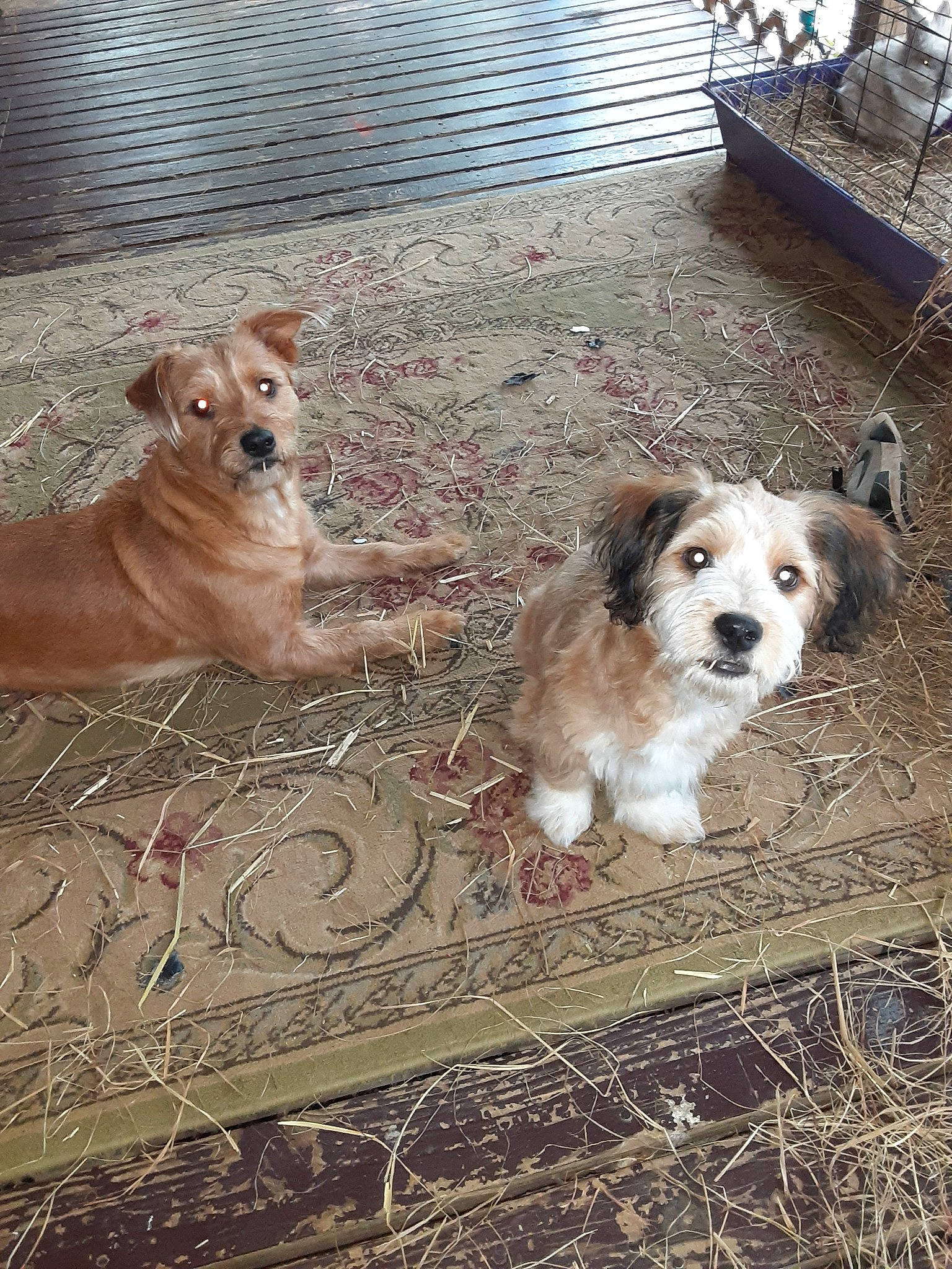 Trixie joined the competition — help win amazing prizes! animal_shelter, basque_shepherd_dog, canidae, carnivore, companion_dog, dog, dog_breed, fawn, mammal, pembroke_welsh_corgi, puppy, rare_breed_dog, small_greek_domestic_dog, sporting_group, street_dog, vertebrate, working_dog