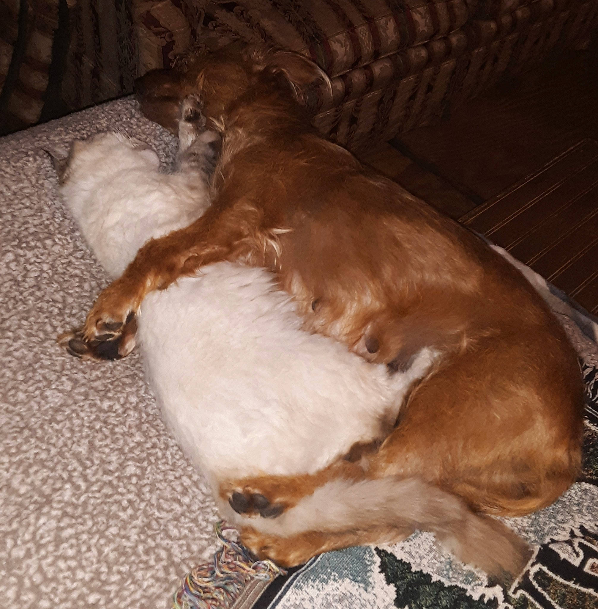 Trixie is registered to the contest to win money with this photo: canidae, carnivore, companion_dog, dog, dog_breed, fawn, liver, sporting_group, tail