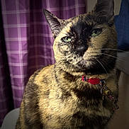 Pixie is registered to the contest to win money with this photo: cat, tortoiseshell, pet, indoor, portrait, feline, collar, bell, fur, green_eyes, sitting, close_up, plaid_curtain, purple, soft_light, animal, whiskers, domestic_cat, cozy, curtains