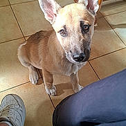 Aïko a rejoint le concours — aidez-le/la à gagner de superbes lots ! puppy, dog, indoor, tile_floor, person, shoe, white_sneaker, table, papers, yellow_packet, brown_fur, ears, pet, domestic_animal, looking_up, floor, legs, curious, sitting, shadow