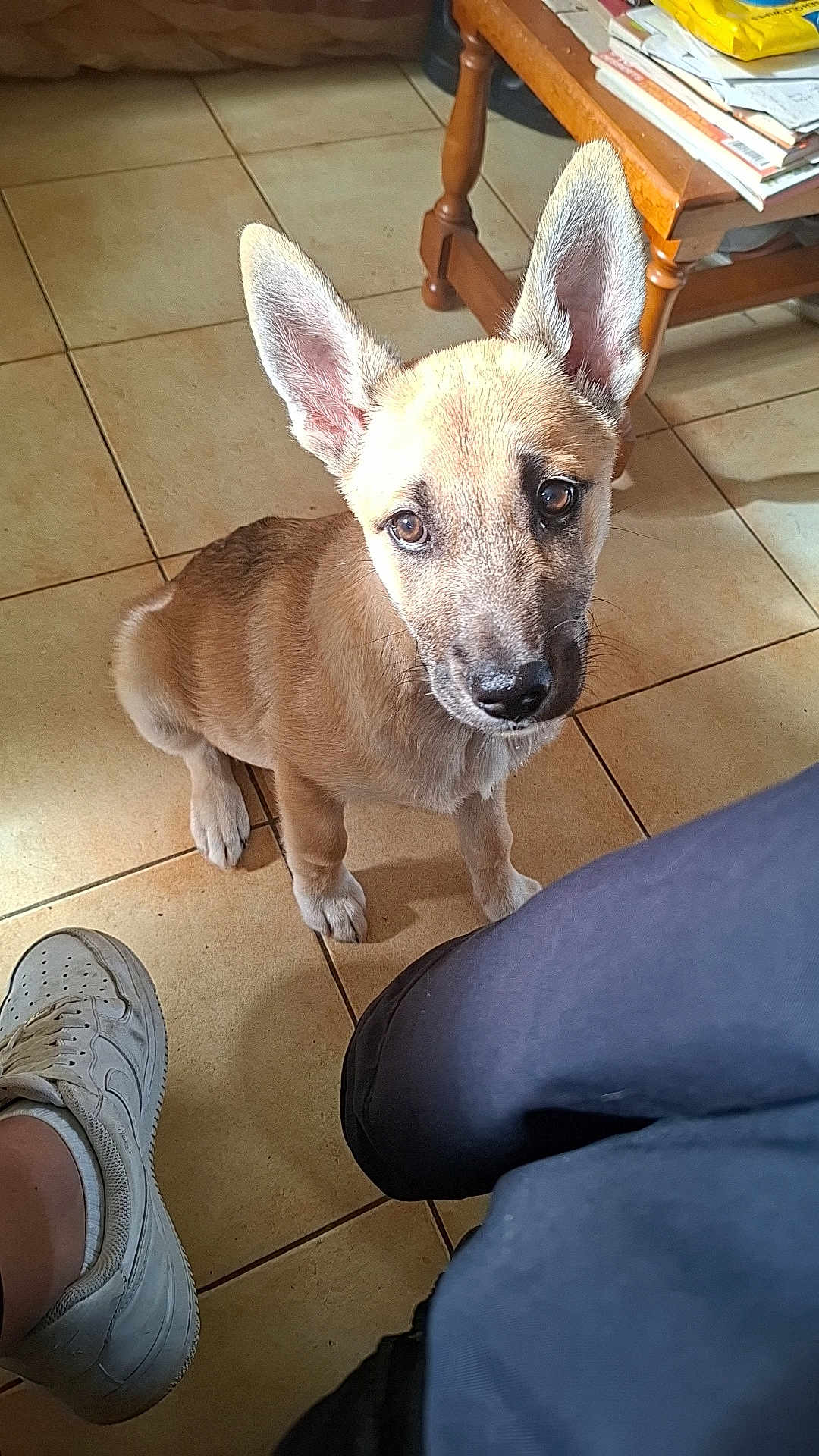 Aïko