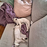 Belize participe au concours pour gagner de l'argent avec cette photo : kitten, cat, sleeping, couch, blanket, pillow, indoor, pet, resting, feline, cozy, furniture, nap, two_cats, beige, purple, pink, soft, cute, home