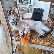 Bulle a rejoint le concours — aidez-le/la à gagner de superbes lots ! cat, blue_eyes, wooden_chair, toy, indoor, flooring, furniture, sitting, relaxed, pet, home_decor, bookshelf, wood, playful, fur, whiskers, cute, animal, domestic_cat, resting