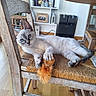 cat, blue_eyes, wooden_chair, toy, indoor, flooring, furniture, sitting, relaxed, pet, home_decor, bookshelf, wood, playful, fur, whiskers, cute, animal, domestic_cat, resting