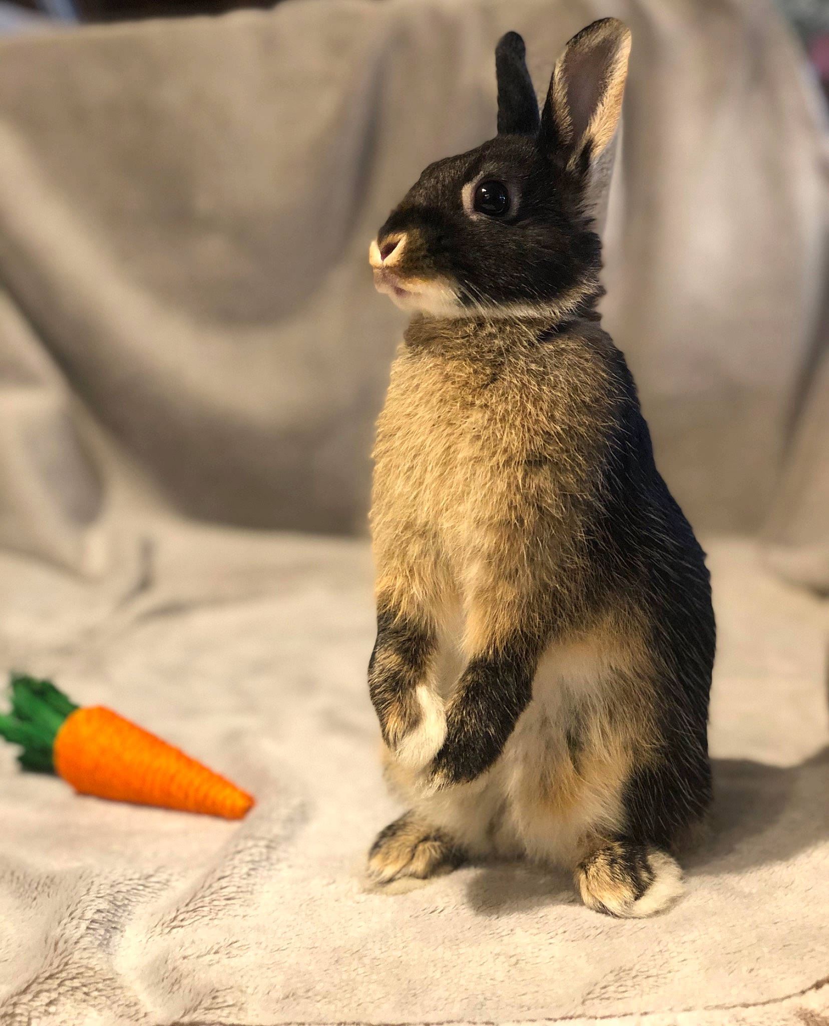 Gaïa a rejoint le concours — aidez-le/la à gagner de superbes lots ! domestic_rabbit, fawn, hare, rabbit, rabbits_and_hares, snout, tail, whiskers, wildlife, wood_rabbit