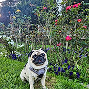 Thanos joined the competition — help win amazing prizes! dog, pug, pet, garden, grass, flowers, roses, greenery, sunlight, outdoor, nature, plants, cute, animal, leash, collar, happy, sitting, portrait, daylight