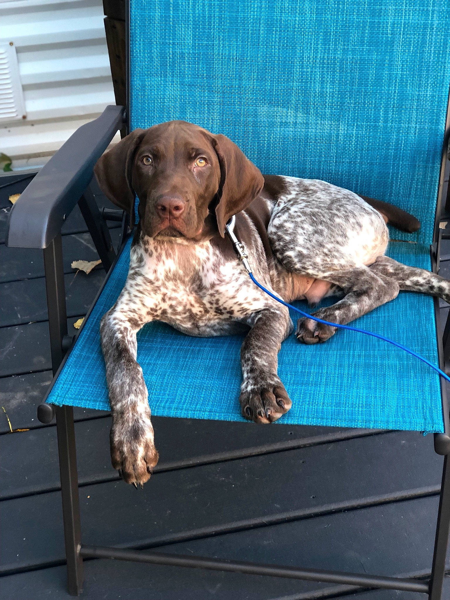 Remmy joined the competition — help win amazing prizes! braque_dauvergne, braque_du_bourbonnais, braque_francais, canidae, carnivore, dog, dog_breed, german_longhaired_pointer, german_shorthaired_pointer, german_wirehaired_pointer, hunting_dog, liver, mammal, old_danish_pointer, pachon_navarro, pointer, pointing_breed, sporting_group, stichelhaar, vertebrate