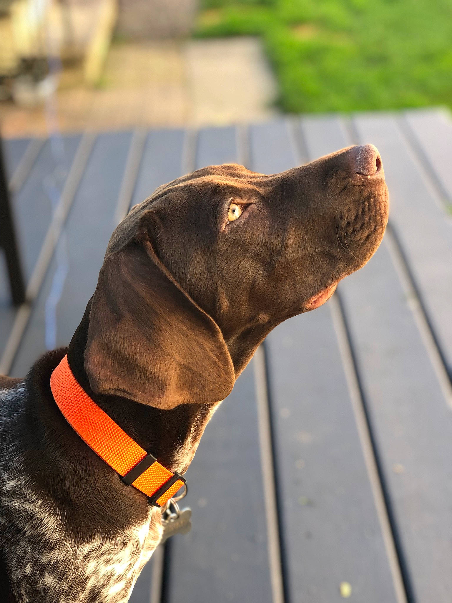 Remmy is registered to the contest to win money with this photo: braque_francais, canidae, carnivore, collar, dog, dog_breed, dog_collar, german_shorthaired_pointer, hunting_dog, leash, liver, mammal, plott_hound, pointer, pointing_breed, rare_breed_dog, snout, sporting_group, vertebrate, vizsla