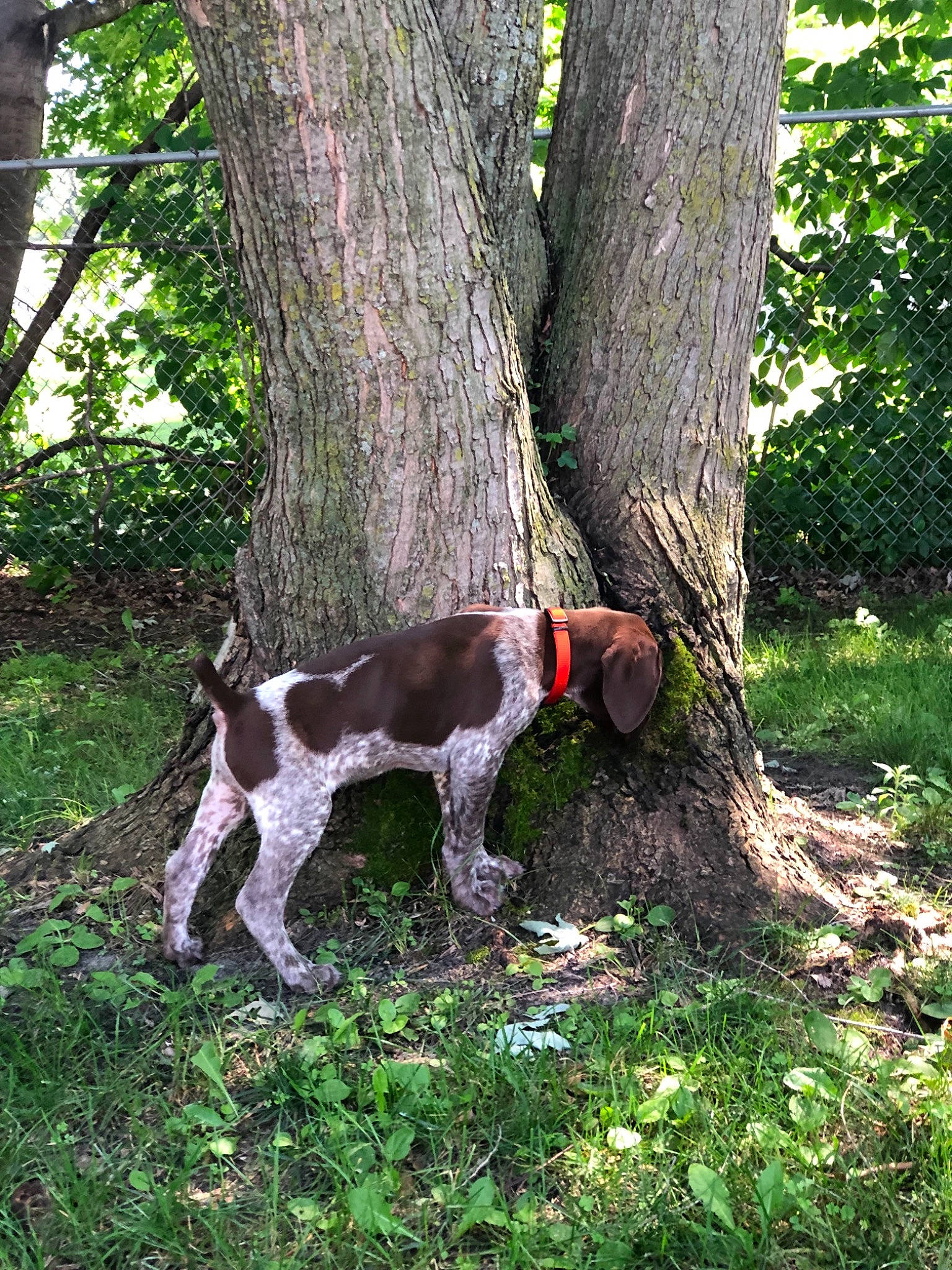 Remmy is registered to the contest to win money with this photo: braque_francais, canidae, carnivore, dog, dog_breed, field_trial, german_shorthaired_pointer, gun_dog, hunting_dog, mammal, old_danish_pointer, plant, pointer, pointing_breed, small_munsterlander, sporting_group, tree, treeing_walker_coonhound, vertebrate