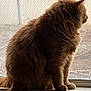 cat, ginger_cat, fluffy, windowsill, window, fence, outdoor_view, indoor, pet, animal, sitting, side_view, quiet, contemplative, feline, domestic_cat, fur, whiskers, ears, tail