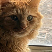 Blaze joined the competition — help win amazing prizes! cat, orange_cat, fluffy, close_up, window, glass, animal, pet, feline, fur, whiskers, portrait, indoor, curious, looking_out, natural_light, domestic_cat, mammal, eye, face