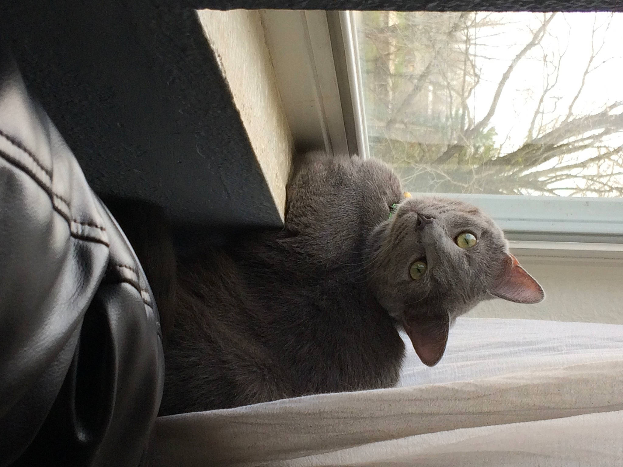 Wizzles joined the competition — help win amazing prizes! automotive_design, automotive_tire, carnivore, cat, comfort, domestic_short_haired_cat, fawn, felidae, fur, grey, plant, russian_blue, small_to_medium_sized_cats, snout, tail, terrestrial_animal, tree, whiskers, window, wood