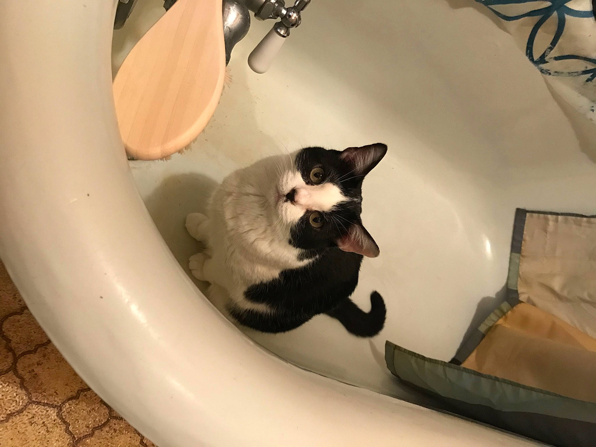 Doom is registered to the contest to win money with this photo: bathroom, bathroom_sink, carnivore, cat, comfort, felidae, fender, flooring, houseplant, interior_design, light, lighting, plumbing, plumbing_fixture, small_to_medium_sized_cats, tail, toilet, whiskers, white, wood
