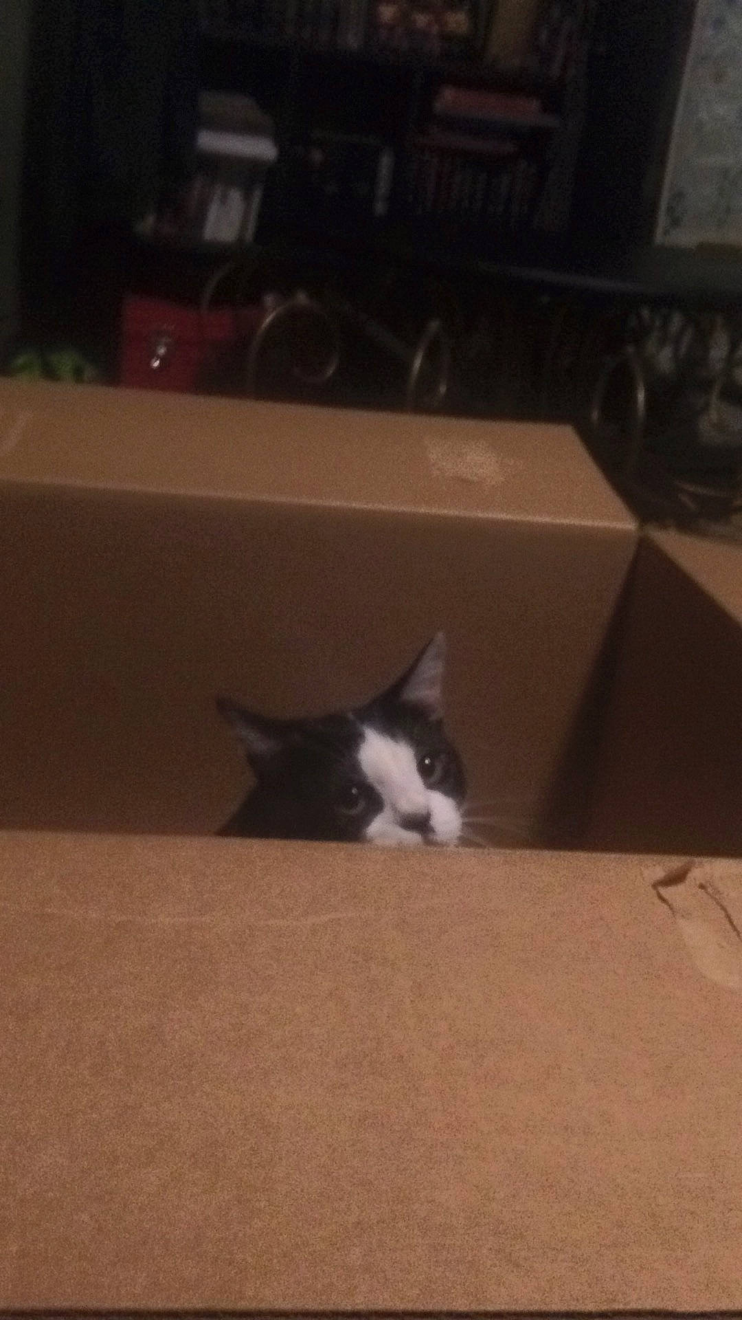 Doom is registered to the contest to win money with this photo: box, canidae, carnivore, cat, domestic_short_haired_cat, felidae, flooring, fur, hardwood, human_leg, plywood, room, shipping_box, small_to_medium_sized_cats, snout, tail, tints_and_shades, whiskers, window, wood